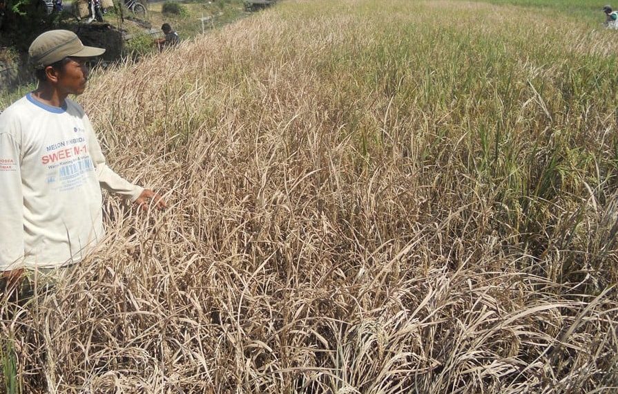 Gagal Panen 70 Petani Ajukan Klaim Asuransi DPRD Kabupaten Tegal